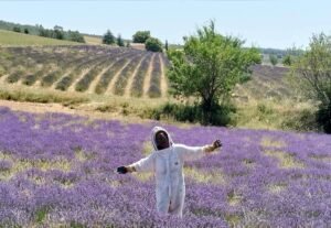 apiculteur dans un champs de lavande en Provence Vauclusienne
