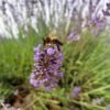 Abeille butinant un brin de lavande en Provence Vauclusienne