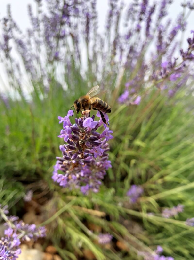 Abeille butinant un brin de lavande en Provence Vauclusienne
