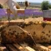 Apiculture artisanale, Cadre de miel de lavande dans un décor de champs de lavandes en Provence Vaucluse