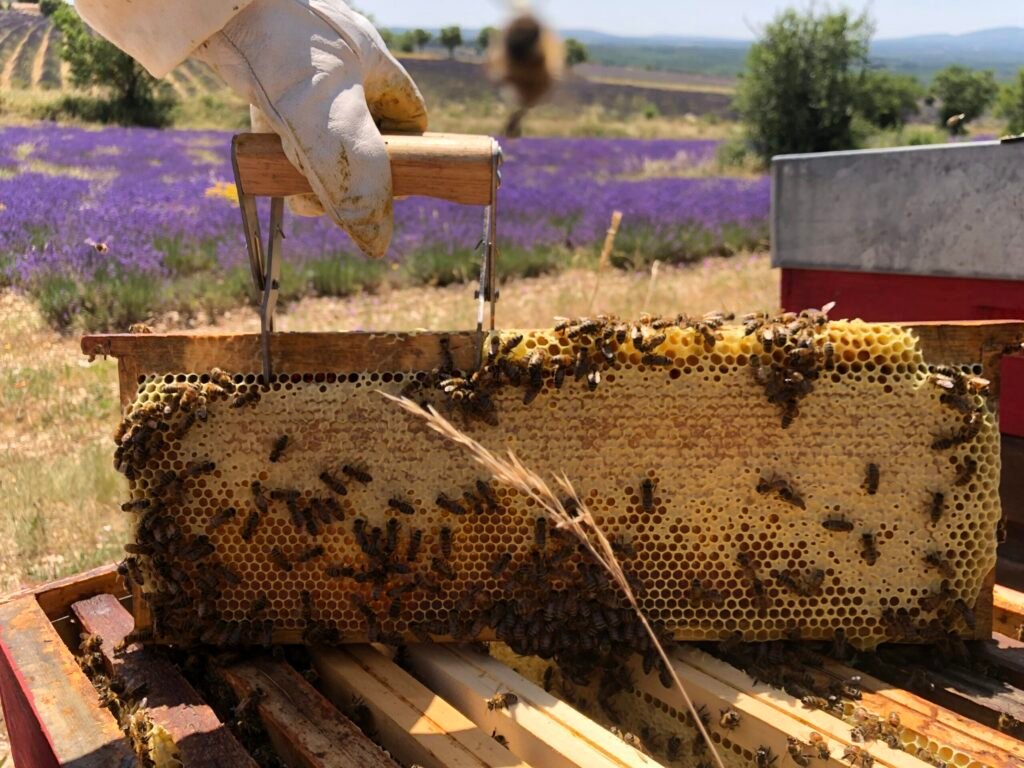Apiculture artisanale, Cadre de miel de lavande dans un décor de champs de lavandes en Provence Vaucluse