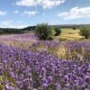 Champs de lavandes sur le plateau d'Albion en Provence vauclusienne