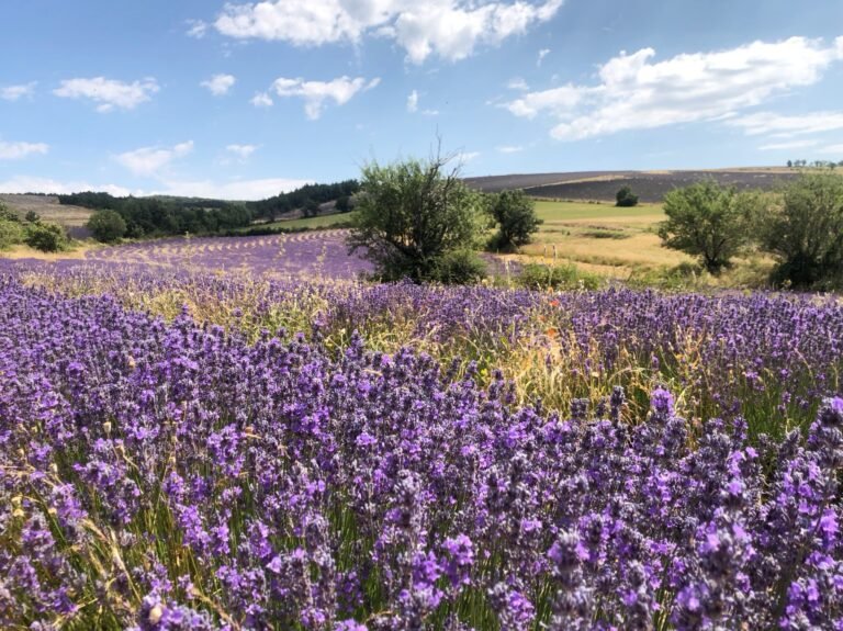 Champs de lavandes sur le plateau d'Albion en Provence vauclusienne