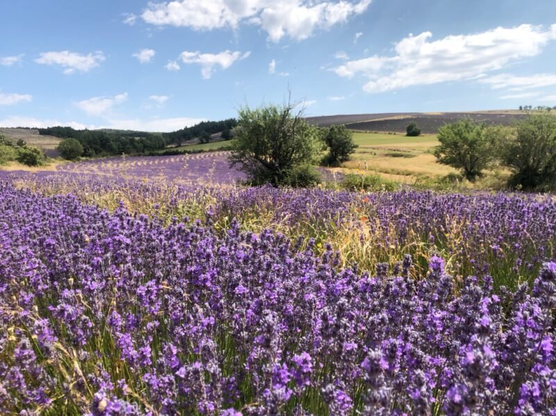 Champs de lavandes sur le plateau d'Albion en Provence vauclusienne