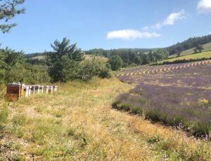 Ruches devant un champs de lavandes en Provence