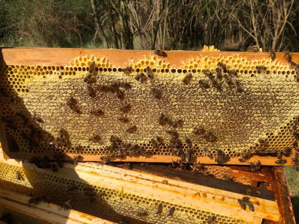 Cadre de miel operculé avec des abeilles