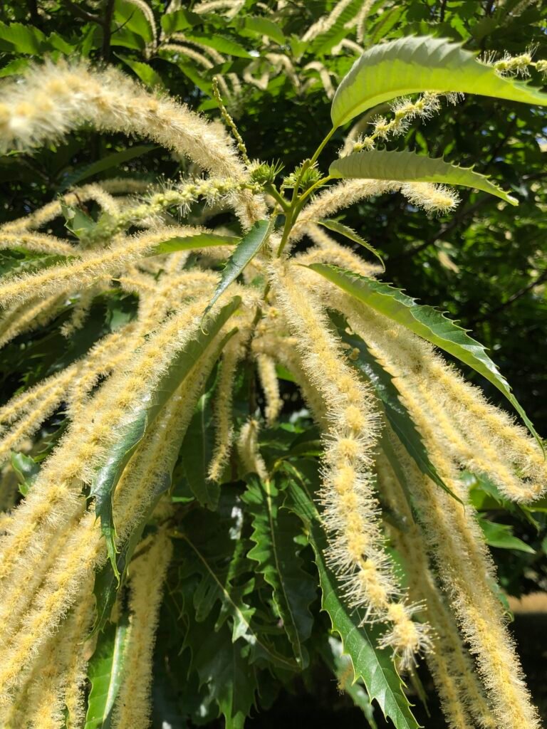 Fleurs de châtaignier des Cévennes