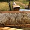 Cadre de miel de châtaignier operculé posé sur une ruche en Cévennes