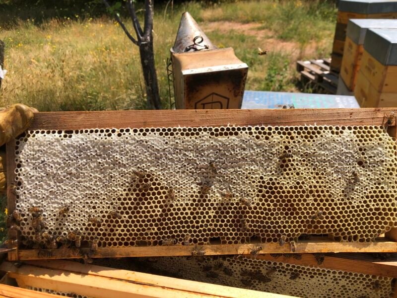 Cadre de miel de châtaignier operculé posé sur une ruche en Cévennes