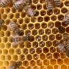 Alvéoles remplies de miel de châtaignier avec des abeilles