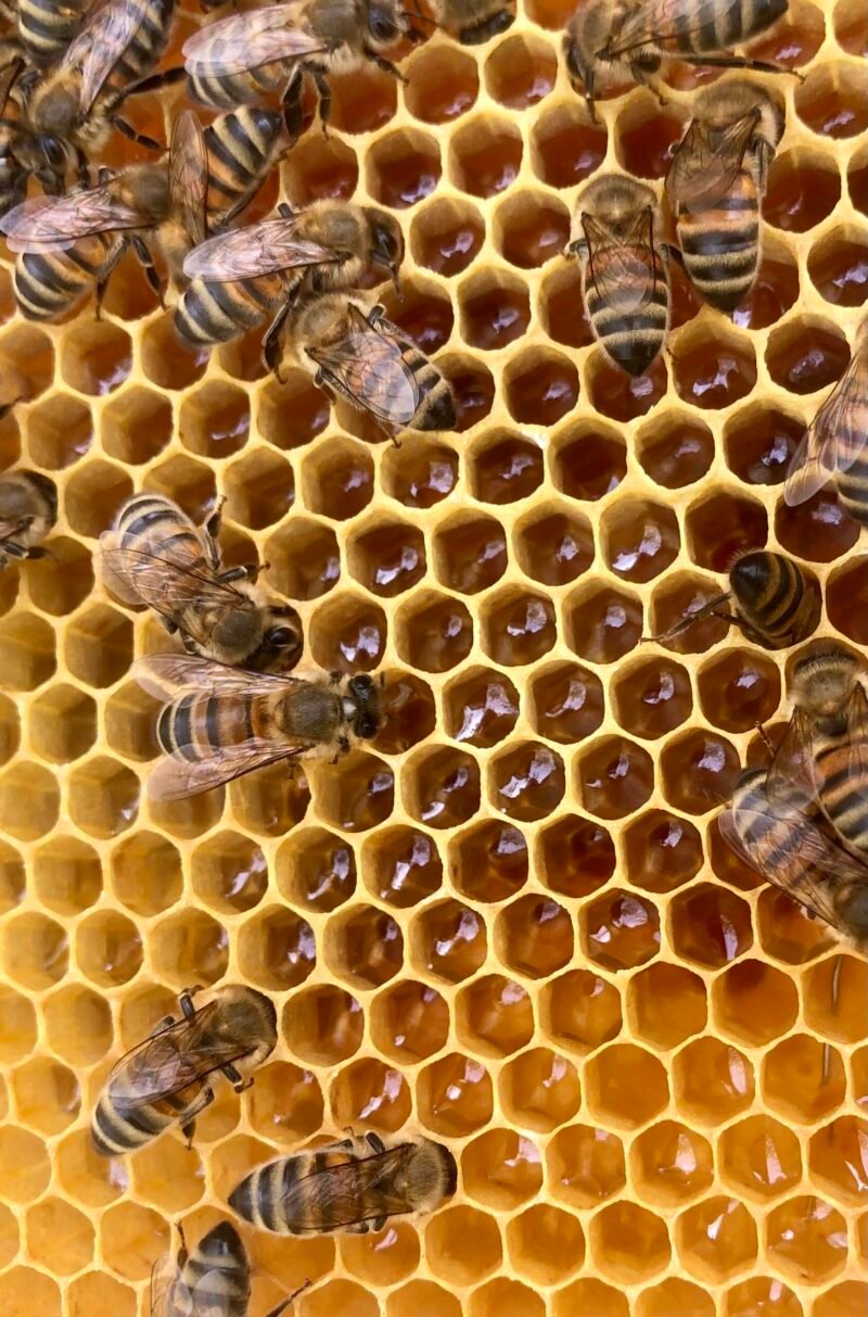 Alvéoles remplies de miel de châtaignier avec des abeilles