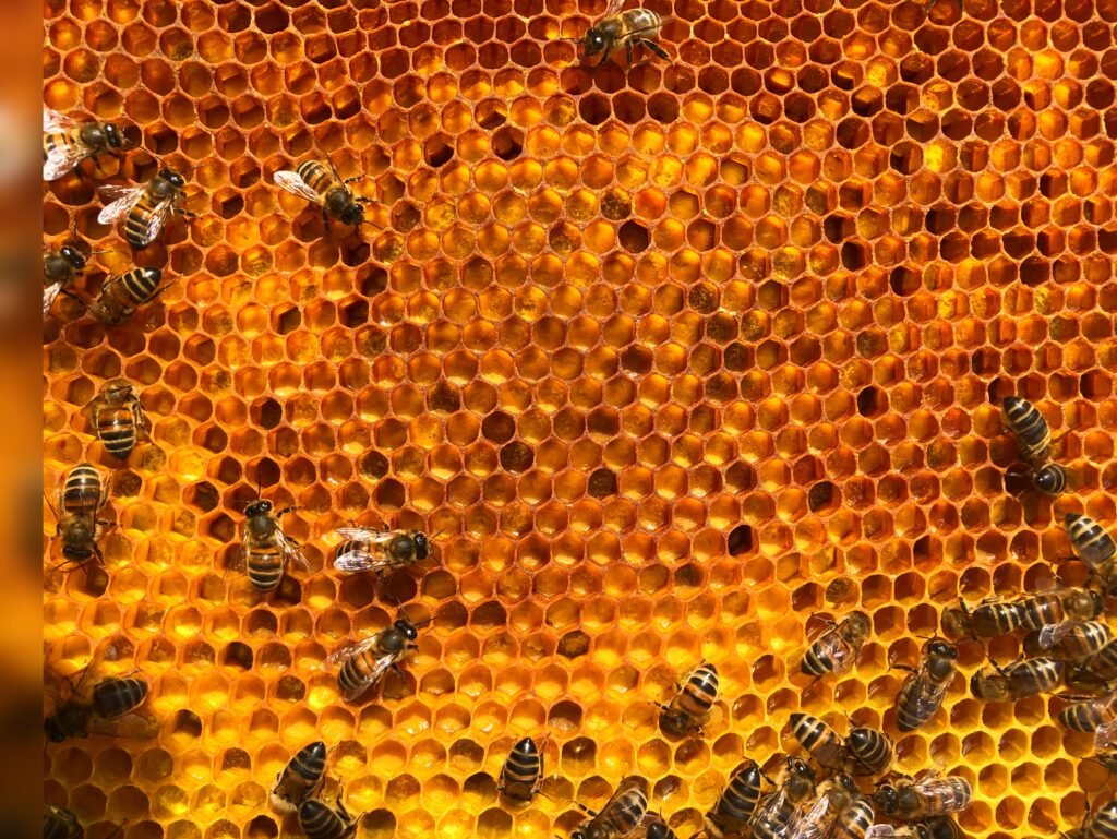 cadre de ruche en automne avec les alvéoles remlies de pollen