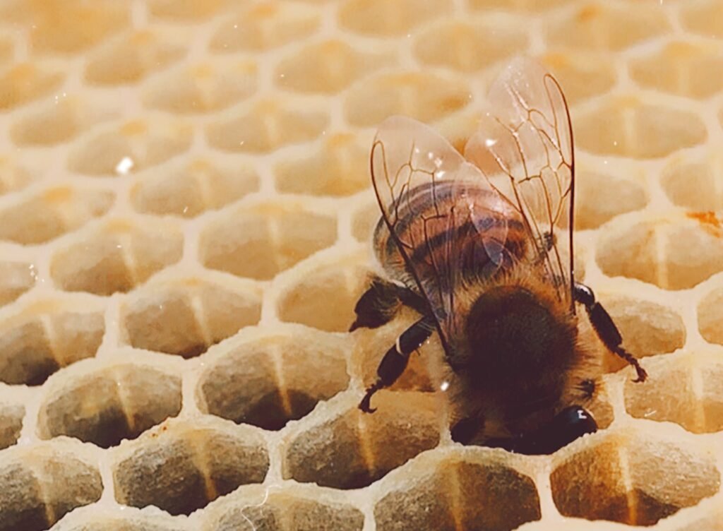 abeille la tête dans une alvéole de cadre de ruche d'apiculture artisanale
