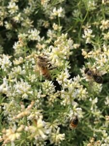 Abeilles (apis mellifera) sur fleurs de badasse (Lotus dorycnium L.)