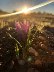 Fleur de safran de Provence artisanal au lever du soleil