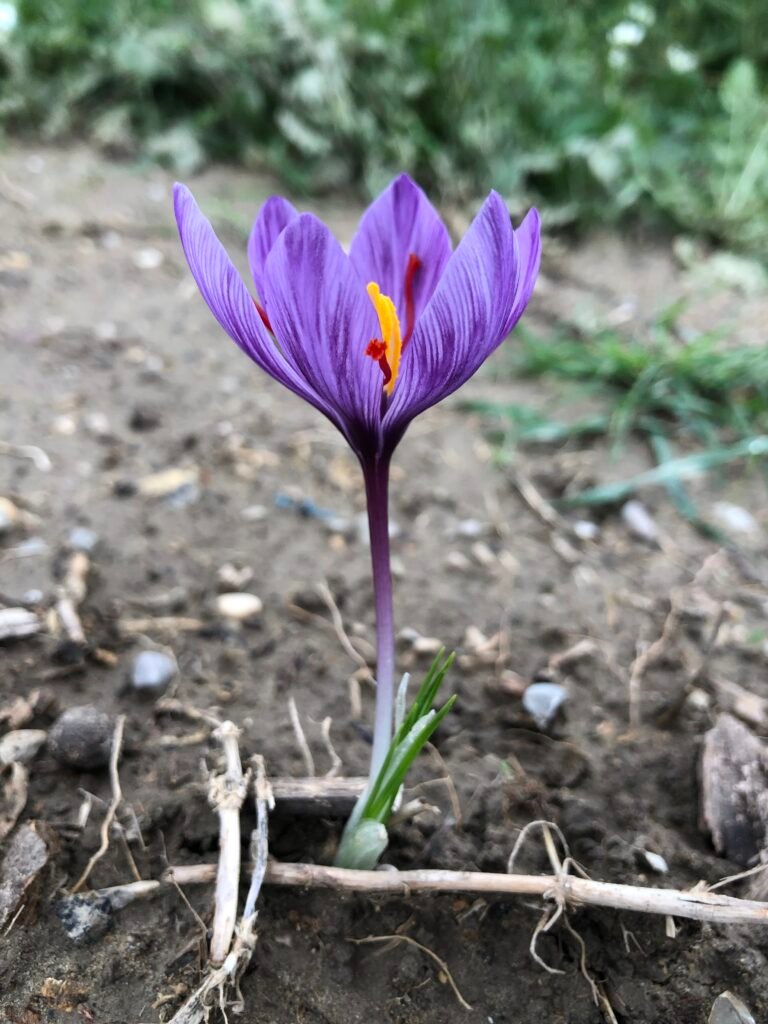 Safran artisanal de Provence - culture du crocus