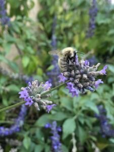 abeille sur lavandin