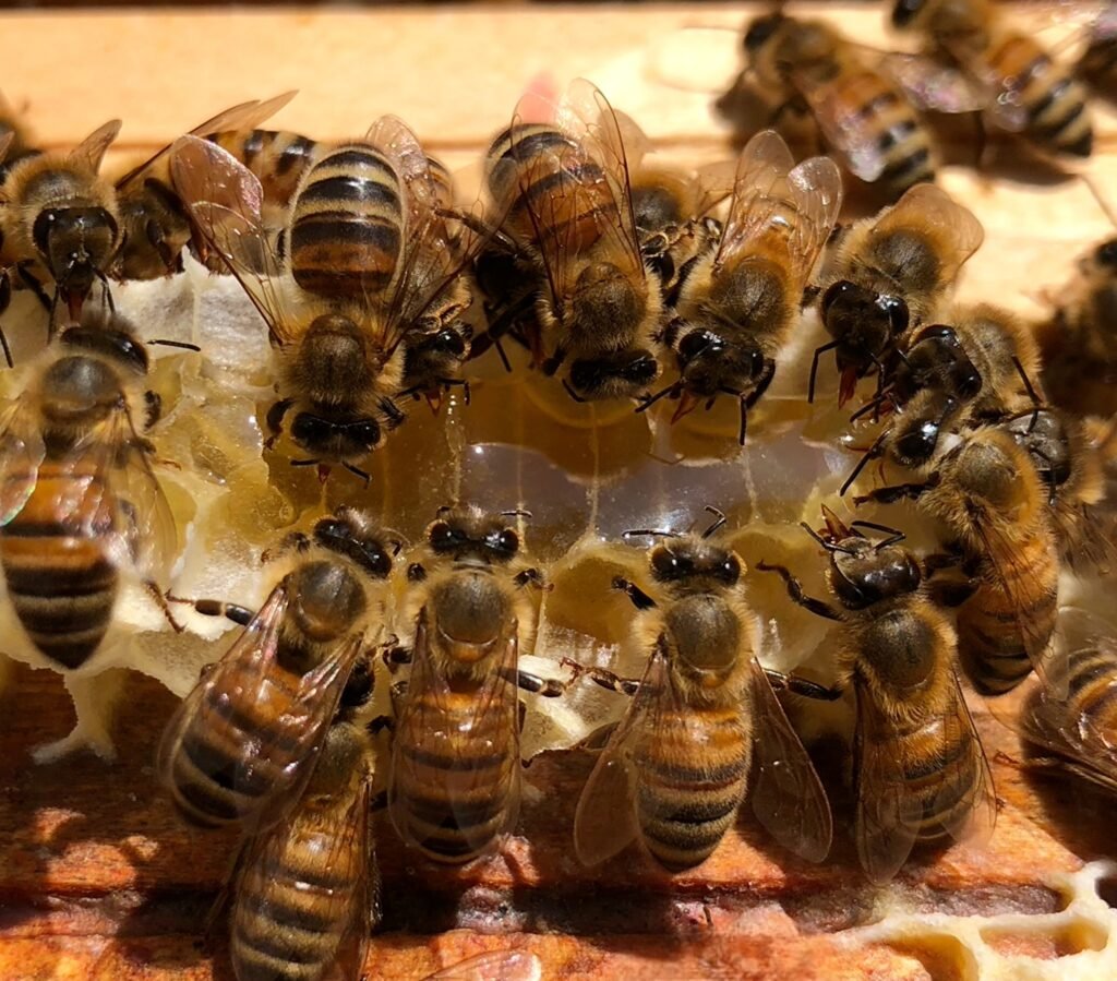 groupe d'abeilles mangeant du miel d'été 500g sur des cadres de ruche