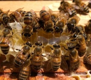 groupe d'abeilles mangeant du miel d'été 500g sur des cadres de ruche