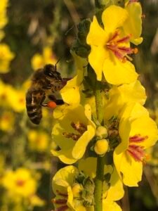 Abeille (apis mellifera) sur fleur de molène à feuilles sinuées (Verbascum sinuatumL.)