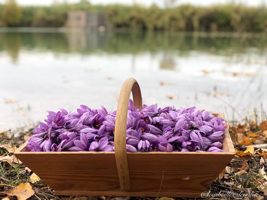 safran artisanal récolté à Sérignan‑du‑Comtat