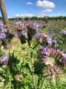 Abeilles (apis mellifera) sur Phacélie à feuilles de tanaisie (Phacelia tanacetifolia Benth)