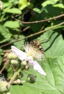 Abeilles (apis mellifera) sur fleur de Tournesol (Helianthus annus L.)