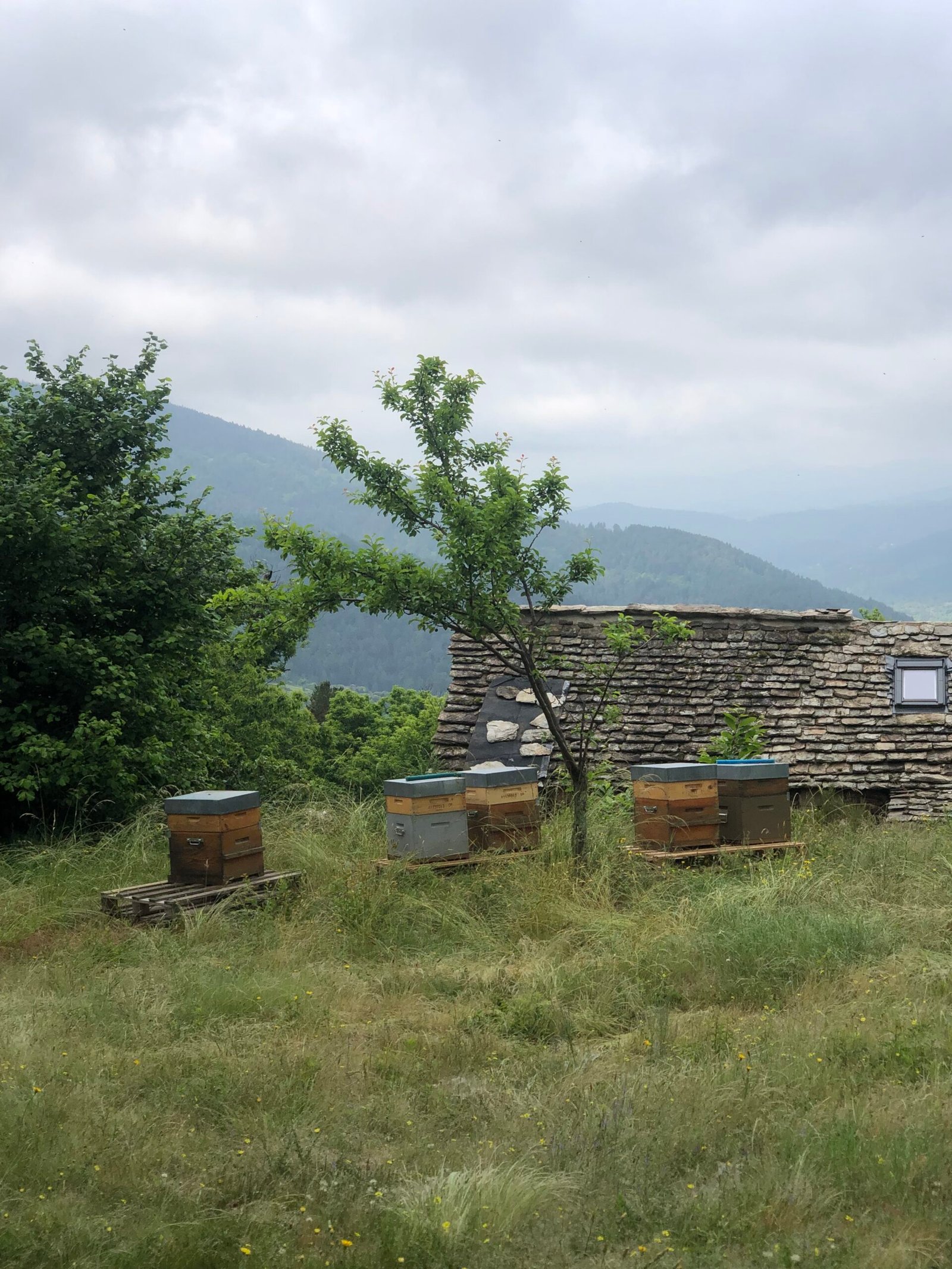 Paysage Cévennes avec ruches et toit en lauze