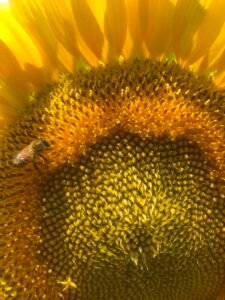 Fleur de tournesol avec une abeille qui butine