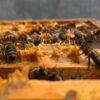 Ruches en Provence - apiculture artisanale