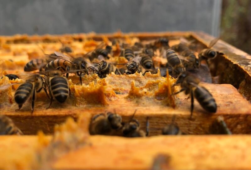 Ruches en Provence - apiculture artisanale