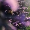 abeilles butinant les fleurs de lavande