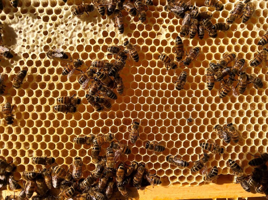zoom sur cadre de hausse avec des abeilles, des alvéoles de miel operculées