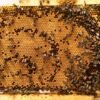 Apiculture artisanale en Provence - Les Abeilles d'Emilie