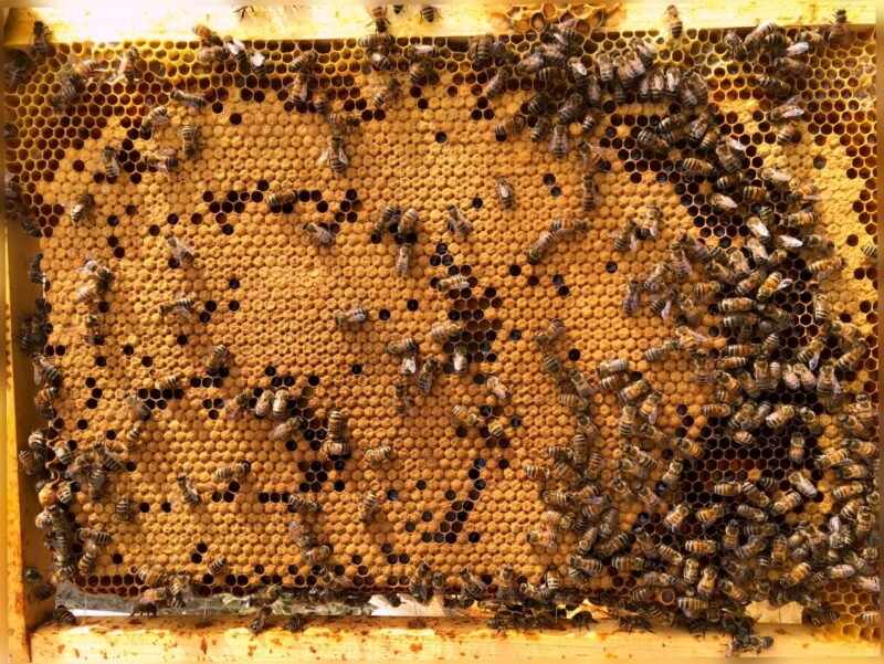 Apiculture artisanale en Provence - Les Abeilles d'Emilie