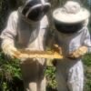 stage apiculture