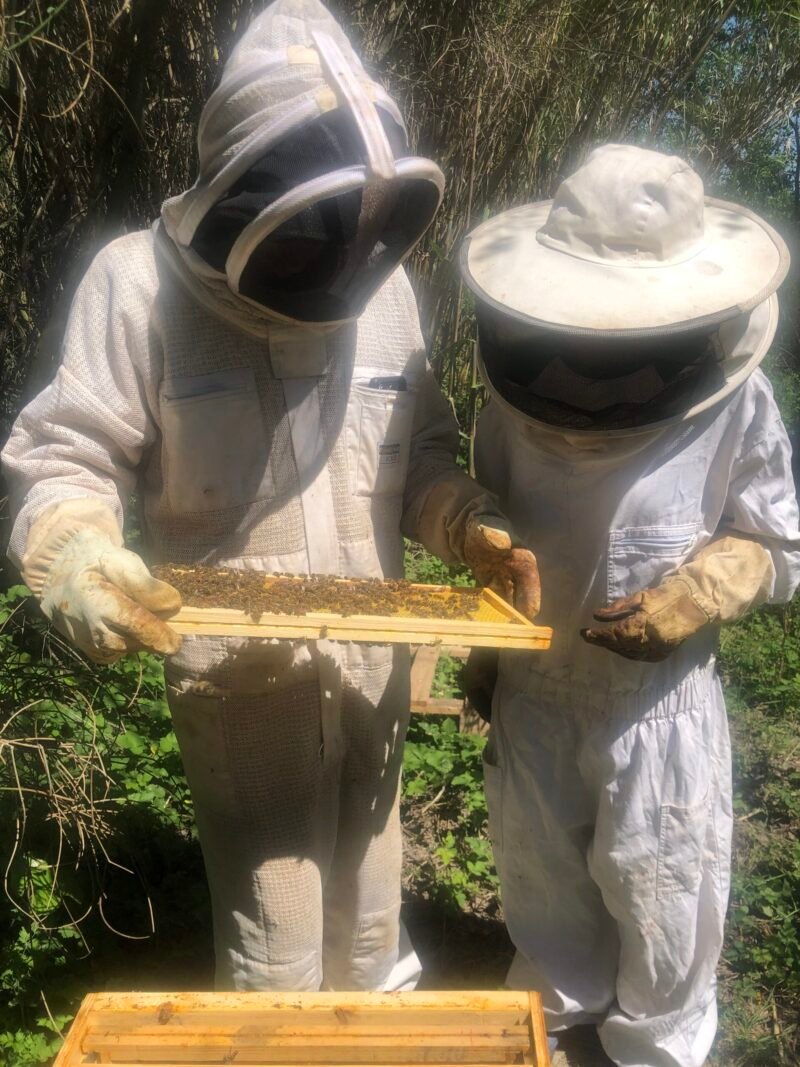 stage apiculture