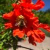 miel de grenadier, fleur de grenadier butinée par une abeille