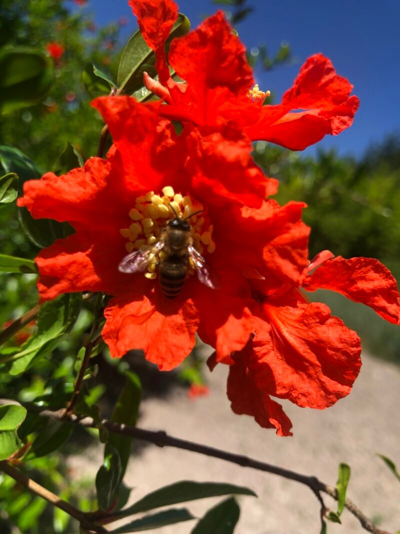 miel de grenadier, fleur de grenadier butinée par une abeille