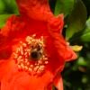 miel de grenadier, abeille