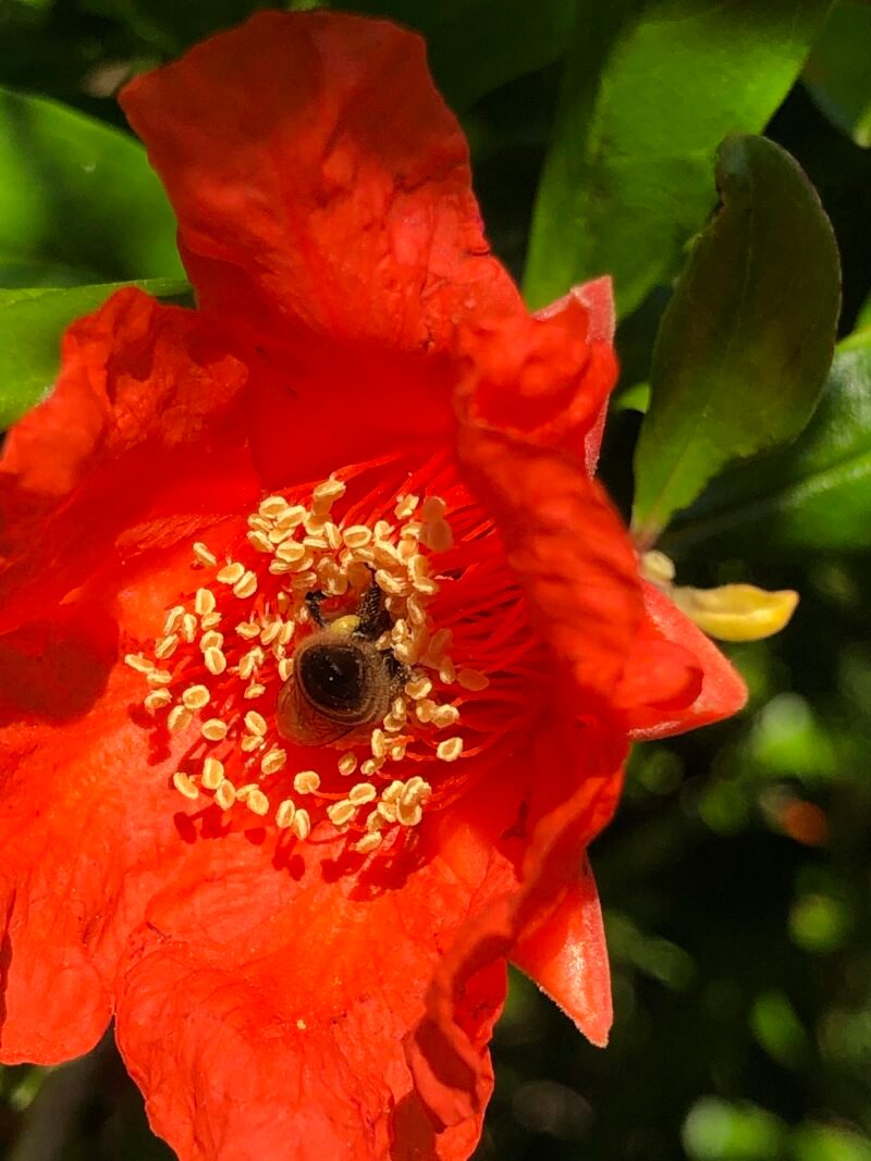 miel de grenadier, abeille