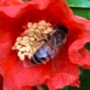 miel de grenadier, gros plan abeille