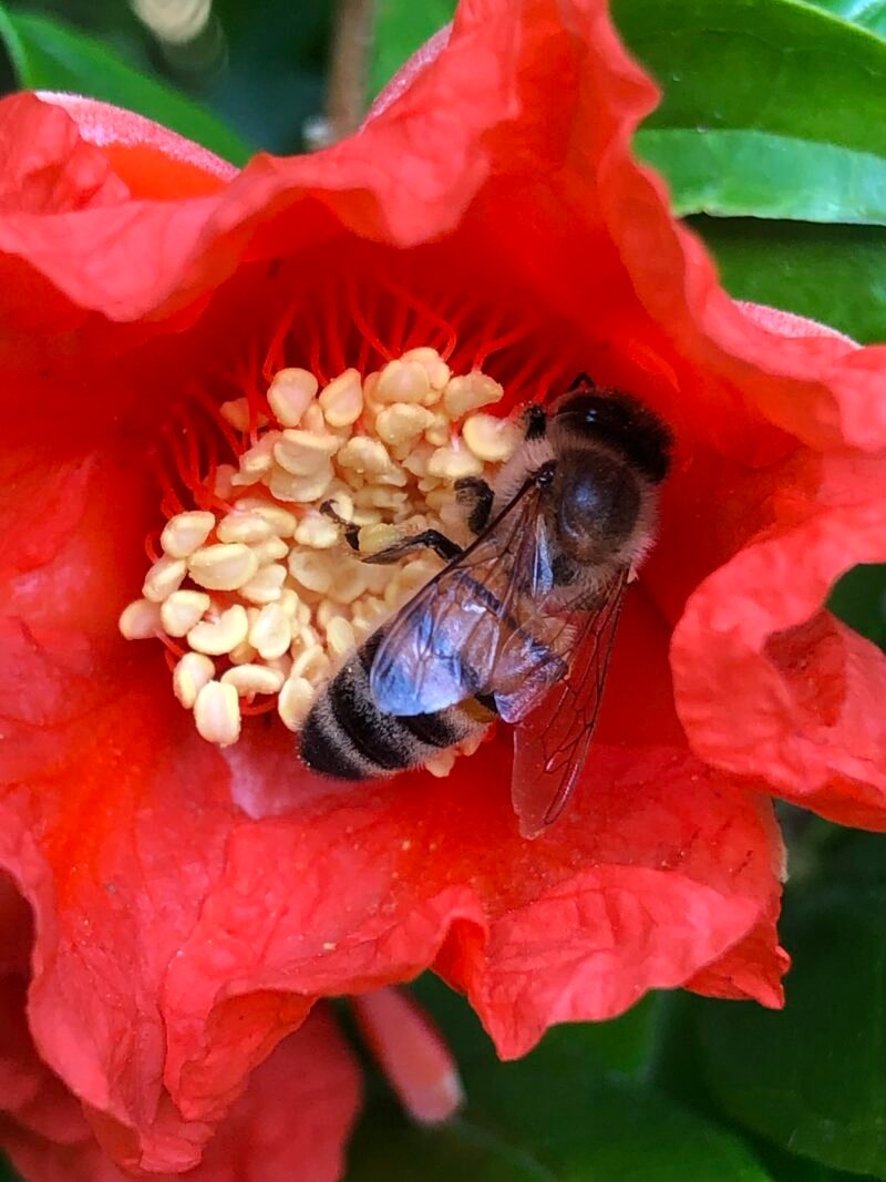 miel de grenadier, gros plan abeille