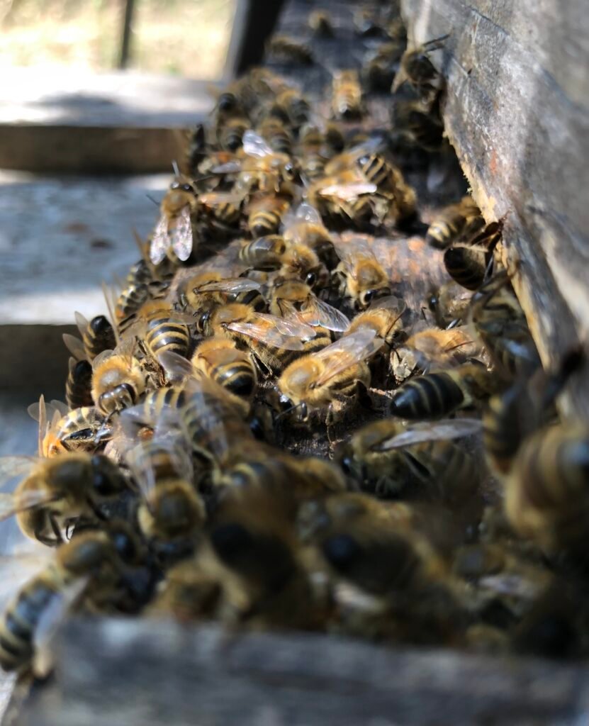 Les abeilles en été