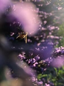 les abeilles en été