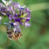 Miel de prairie- abeille sur fleur de luzerne