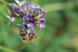 Miel de prairie- abeille sur fleur de luzerne