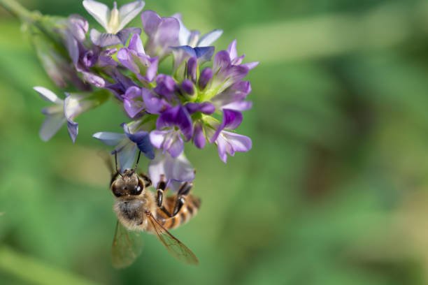 Miel de prairie- abeille sur fleur de luzerne