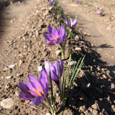 floraison du safran