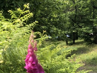 paysage Cévennes avec au premier plan fleurs de digitales, fougères puis en fond châtaigniers